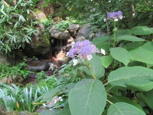 滝口 紫陽花　引き
